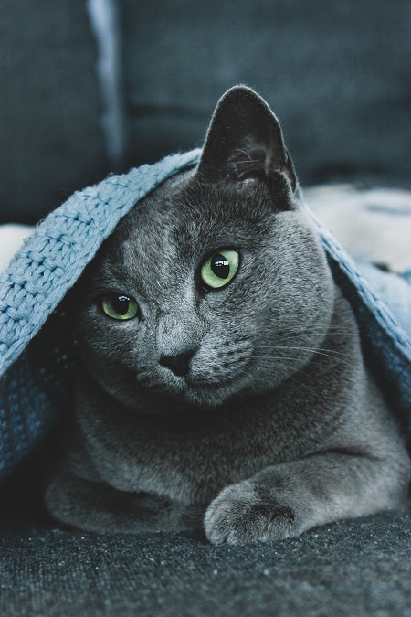 Az orosz kék macska